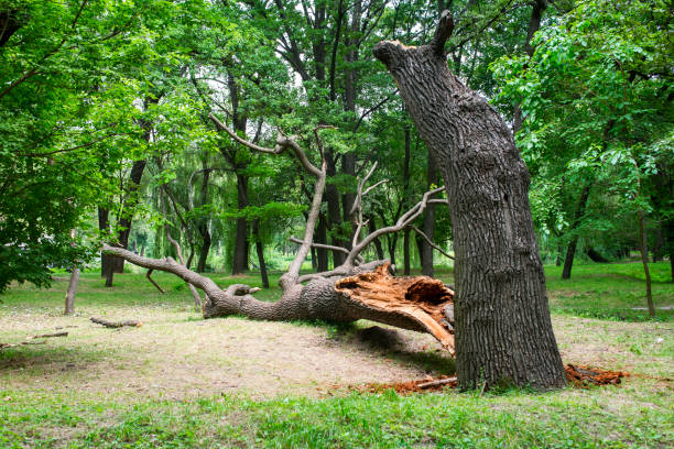 Best Stump Grinding and Removal  in Tichigan, WI