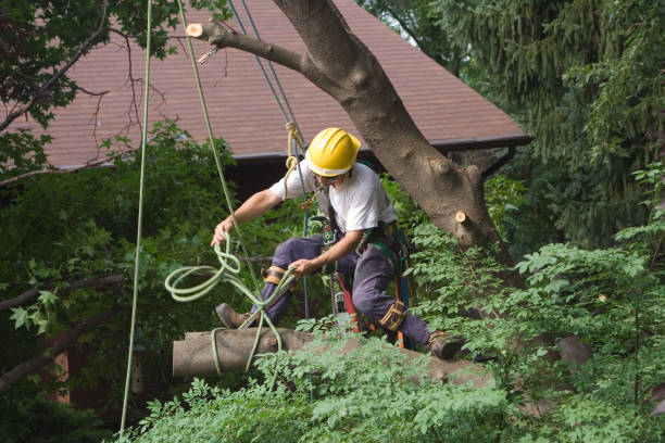 Best Hedge Trimming  in Tichigan, WI